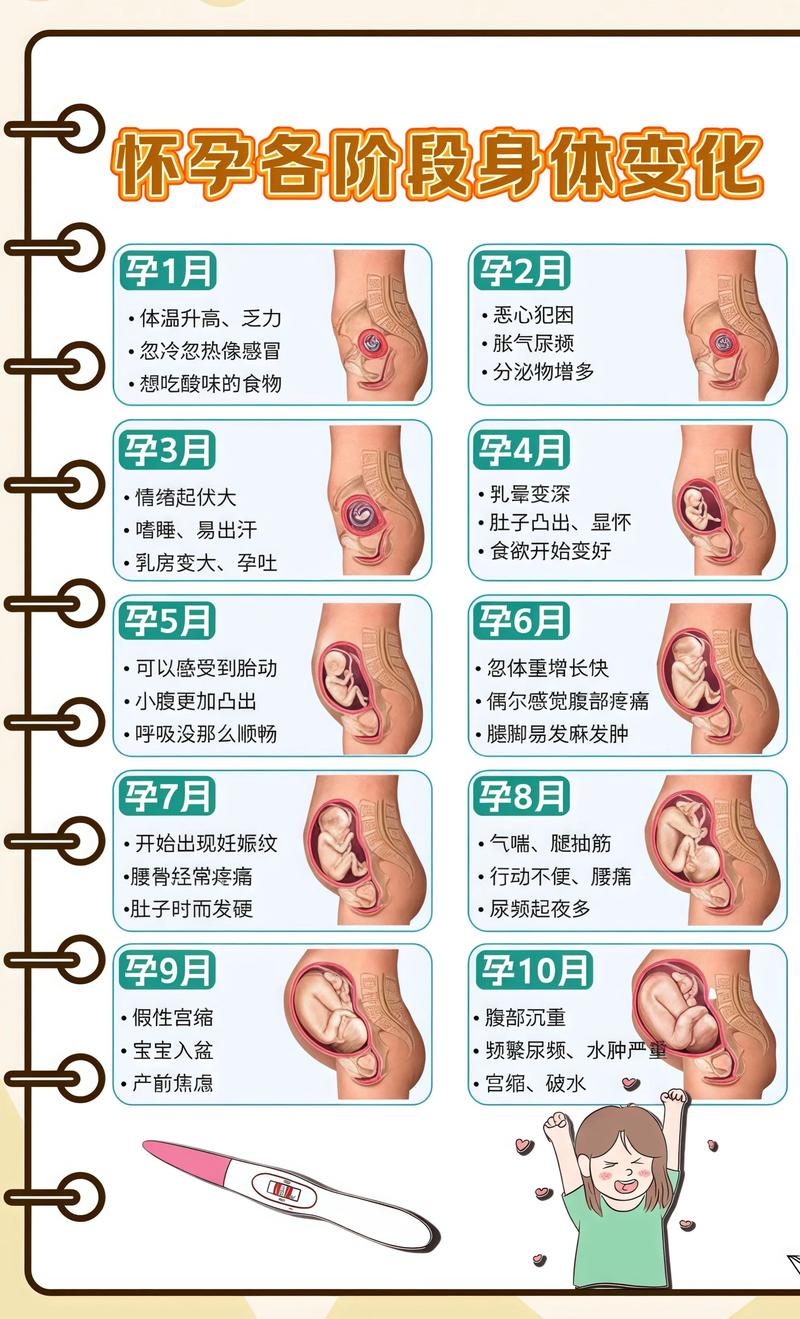 揭秘供卵代孕妈妈怀孕小腹分两节，孕期变化的奥秘贵港代生机构: